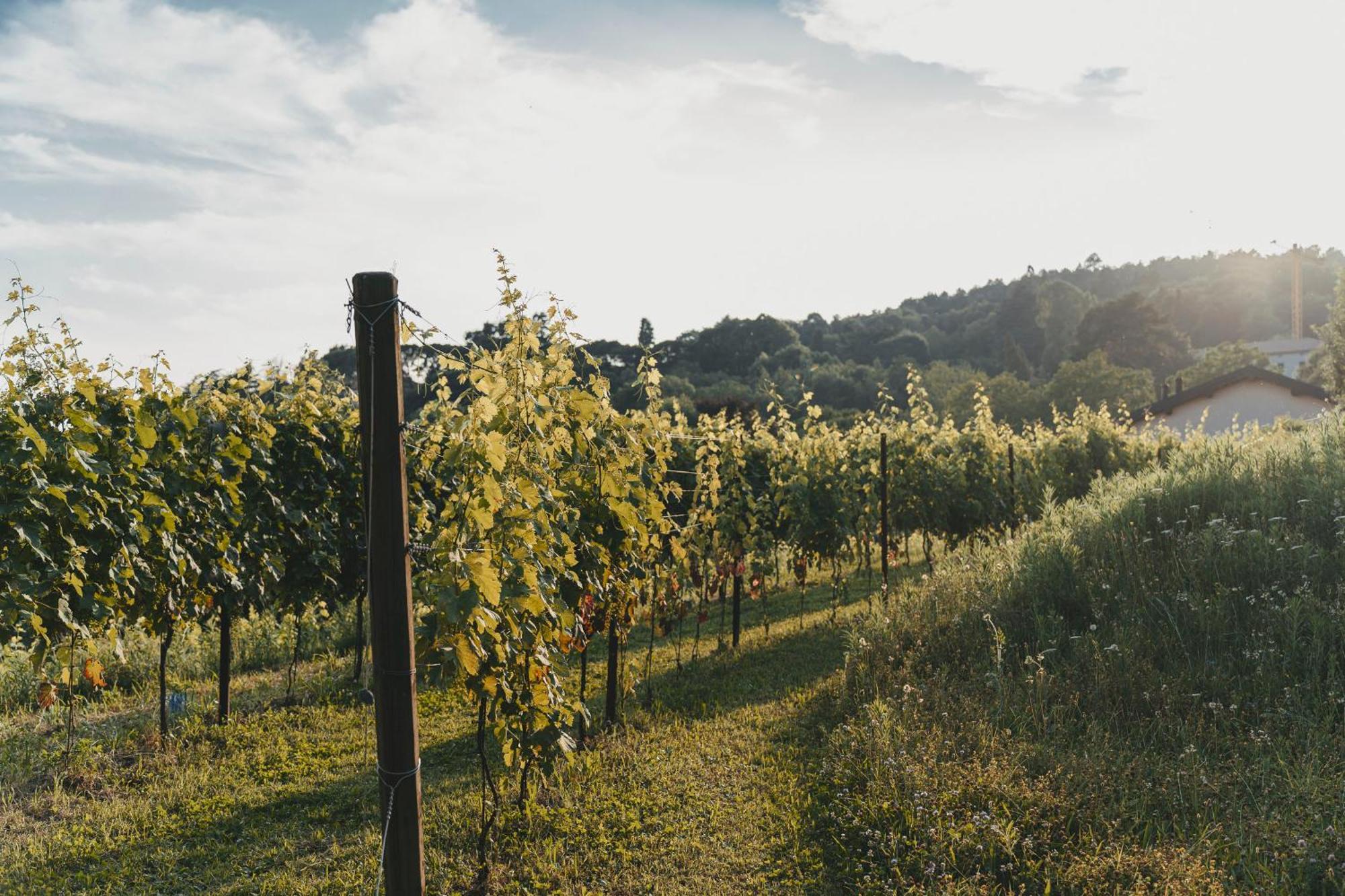 Tenuta Ronco Regio San Fermo della Battaglia Εξωτερικό φωτογραφία